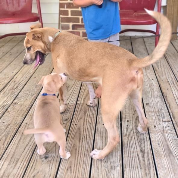 Enlarge Latifa @ Foster, a Adoptable Mixed Breed in Summerville, SC image 5/6