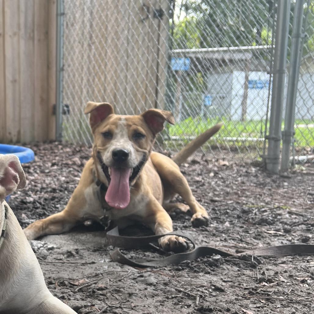 Enlarge Latifa, a Adoptable Mixed Breed in Summerville, SC image 6/6