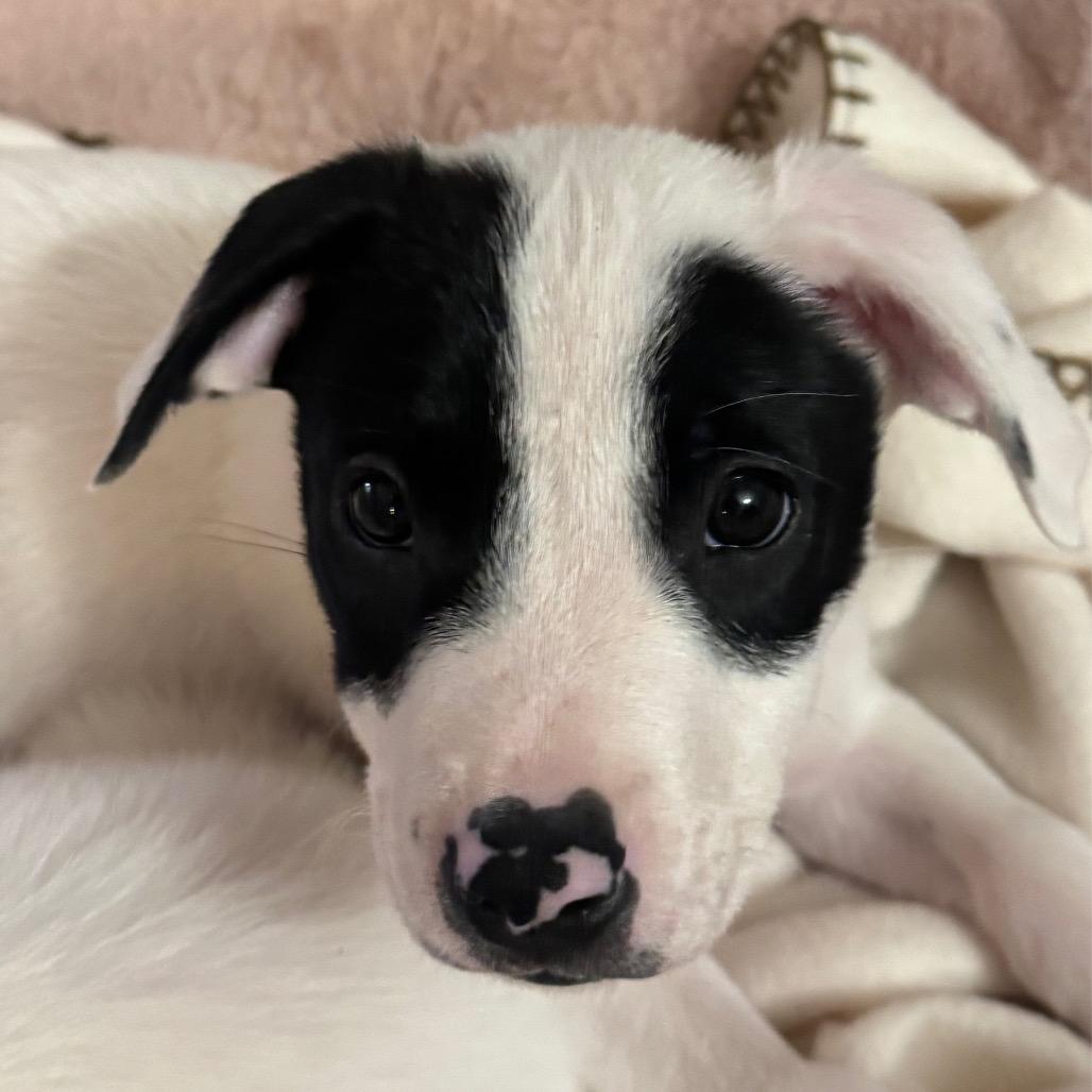 Enlarge Barrett, a Adoptable mixed breed in Alma, WI image 1/3