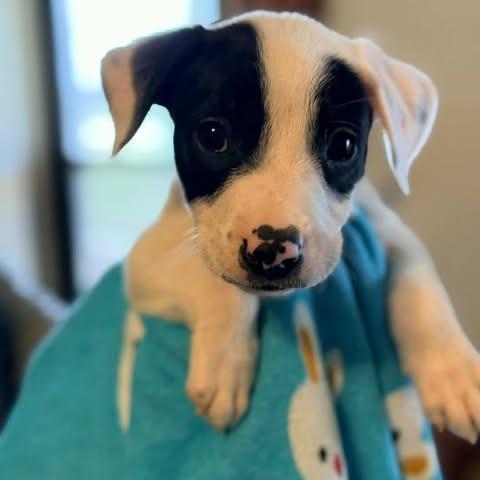 Enlarge Barrett, a Adoptable mixed breed in Alma, WI image 2/3