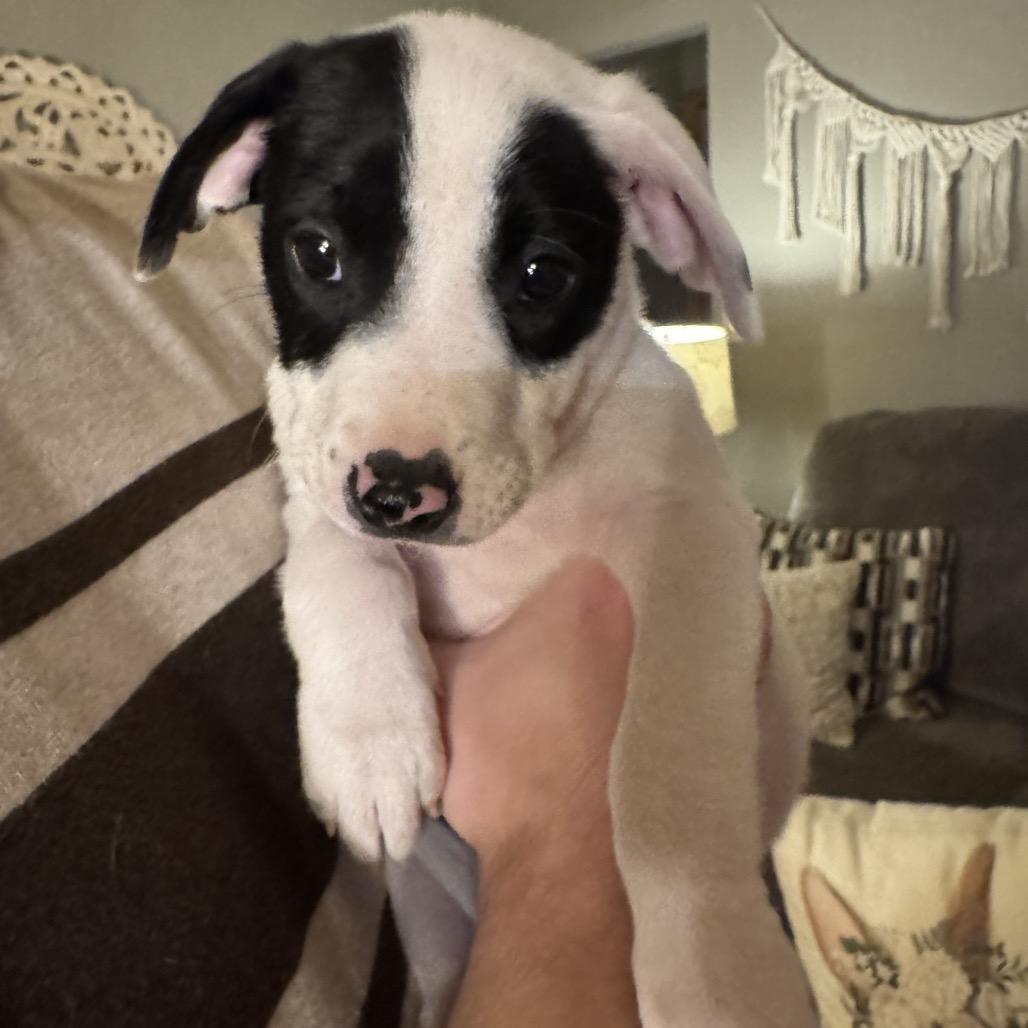 Enlarge Barrett, a Adoptable mixed breed in Alma, WI image 3/3