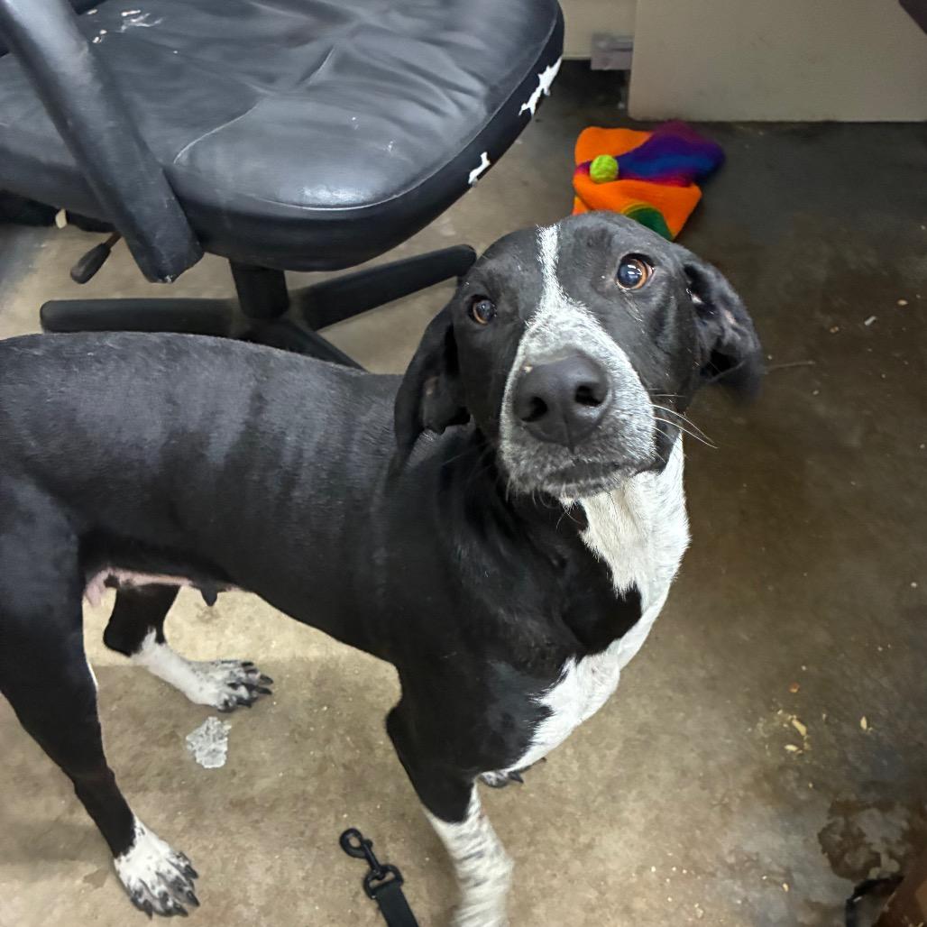 Pomegranate, Adoptable, Adult Female Mixed Breed.