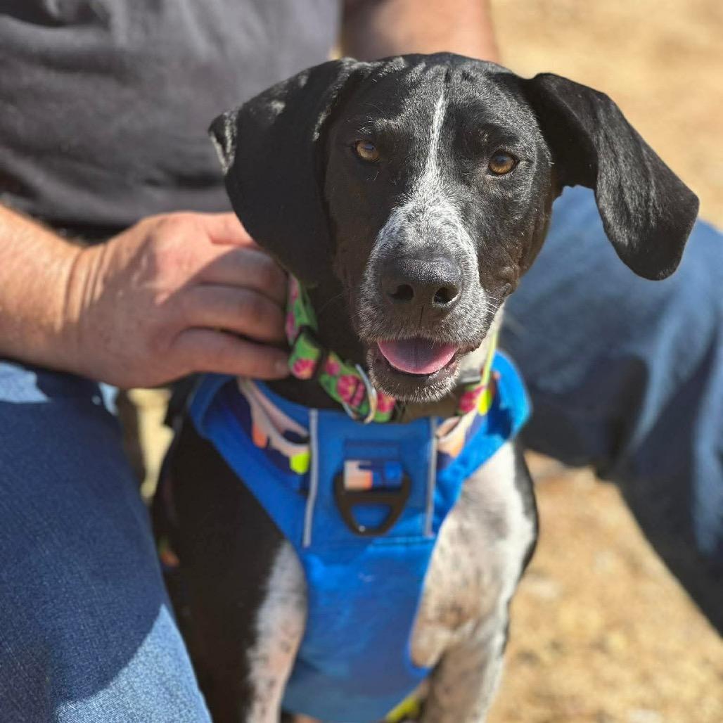 Enlarge Pomegranate, a Adoptable Mixed Breed in Corbin, KY image 2/6