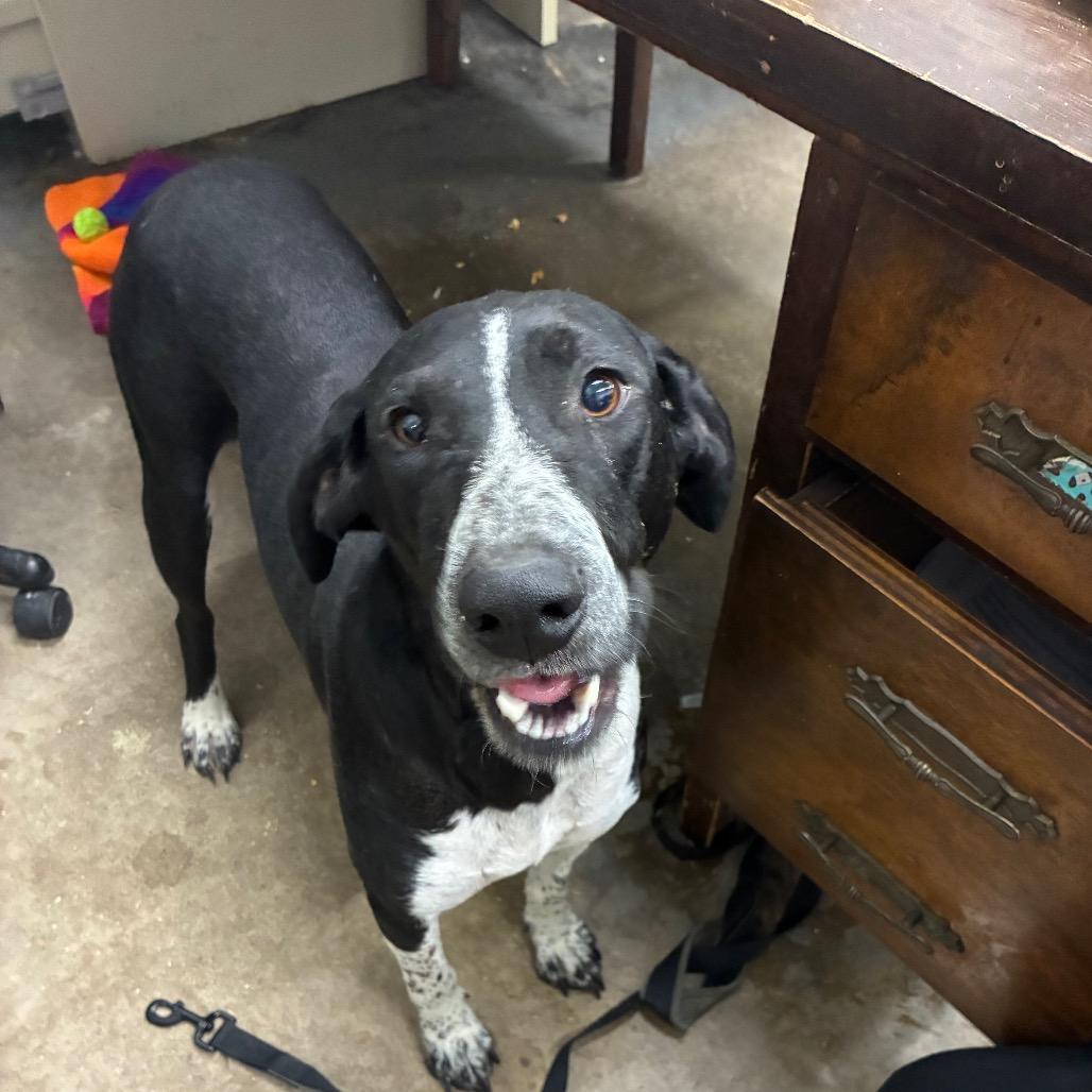 Enlarge Pomegranate, a Adoptable Mixed Breed in Corbin, KY image 3/6