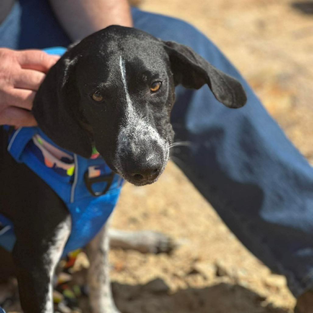 Enlarge Pomegranate, a Adoptable Mixed Breed in Corbin, KY image 4/6