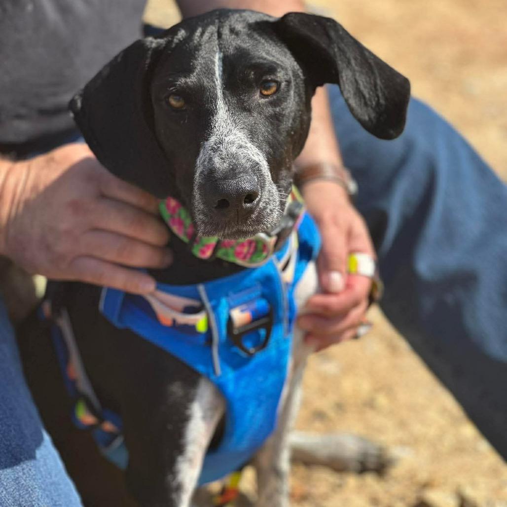Enlarge Pomegranate, a Adoptable Mixed Breed in Corbin, KY image 5/6