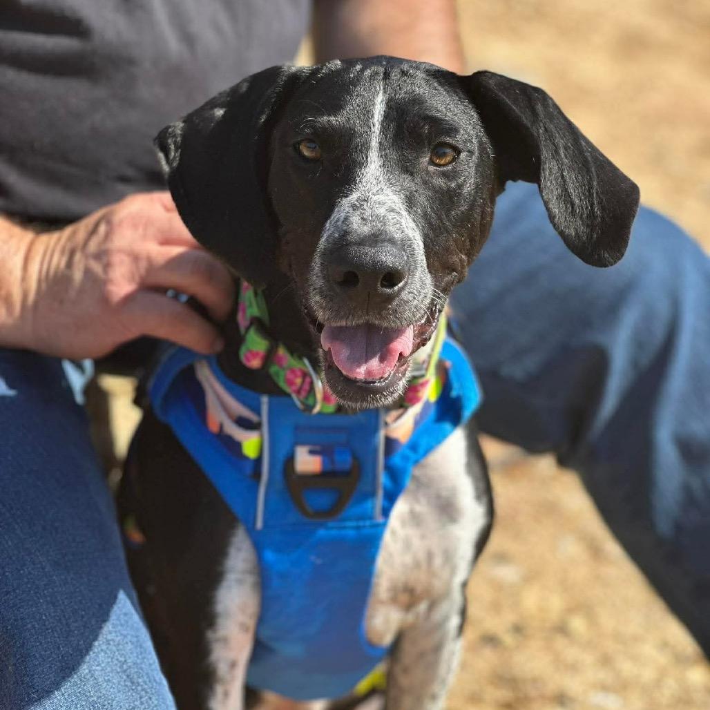 Enlarge Pomegranate, a Adoptable Mixed Breed in Corbin, KY image 6/6