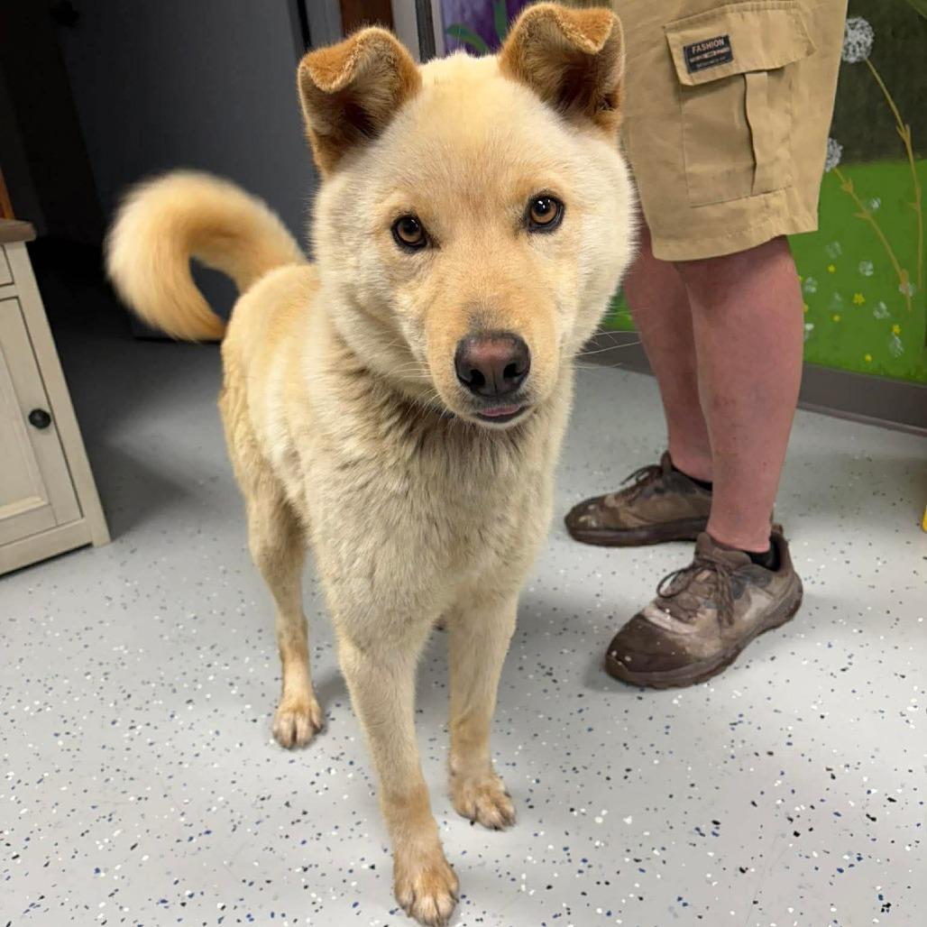Hatchi, a Adoptable mixed breed in Marion, VA image 1/5