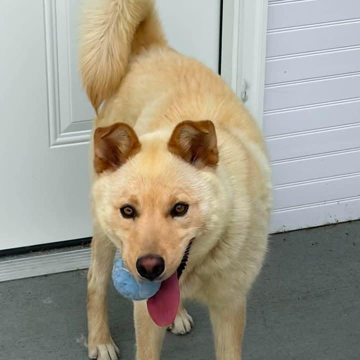 Hatchi, a Adoptable mixed breed in Marion, VA image 2/5