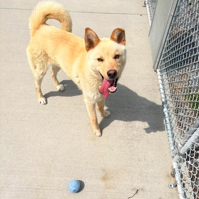 Hatchi, a Adoptable mixed breed in Marion, VA image 3/5