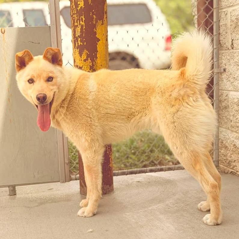 Hatchi, a Adoptable mixed breed in Marion, VA image 4/5