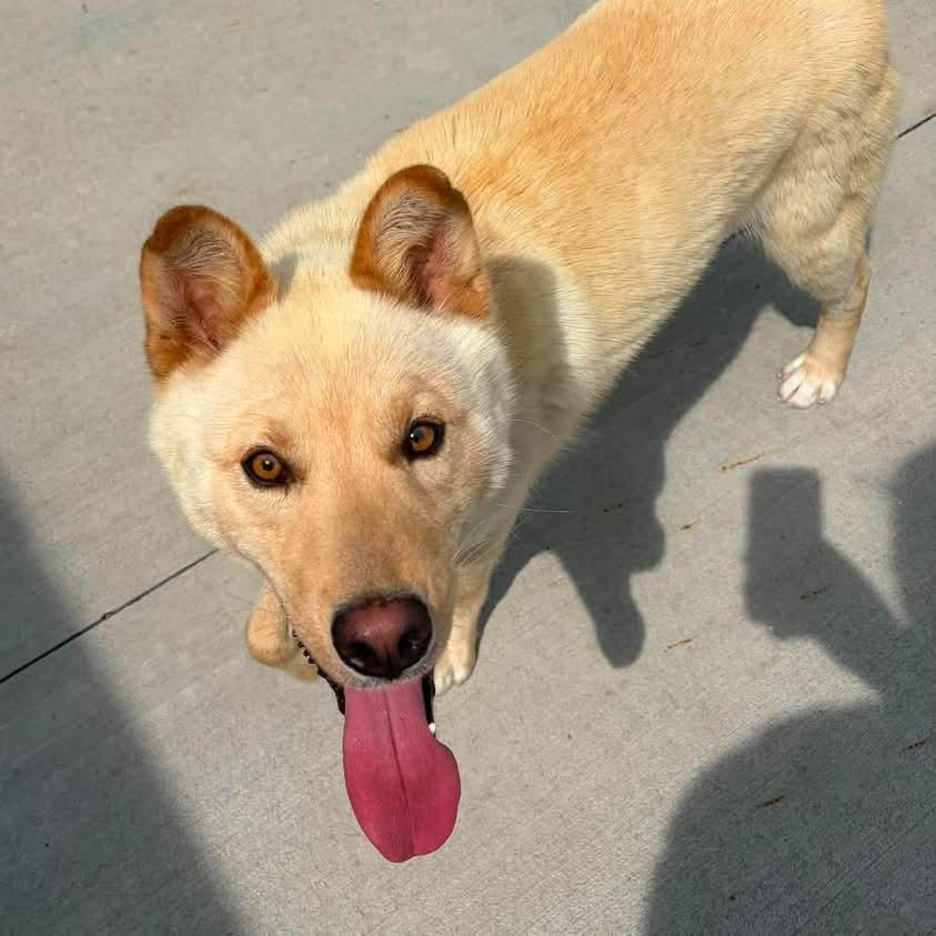 Hatchi, a Adoptable mixed breed in Marion, VA image 5/5