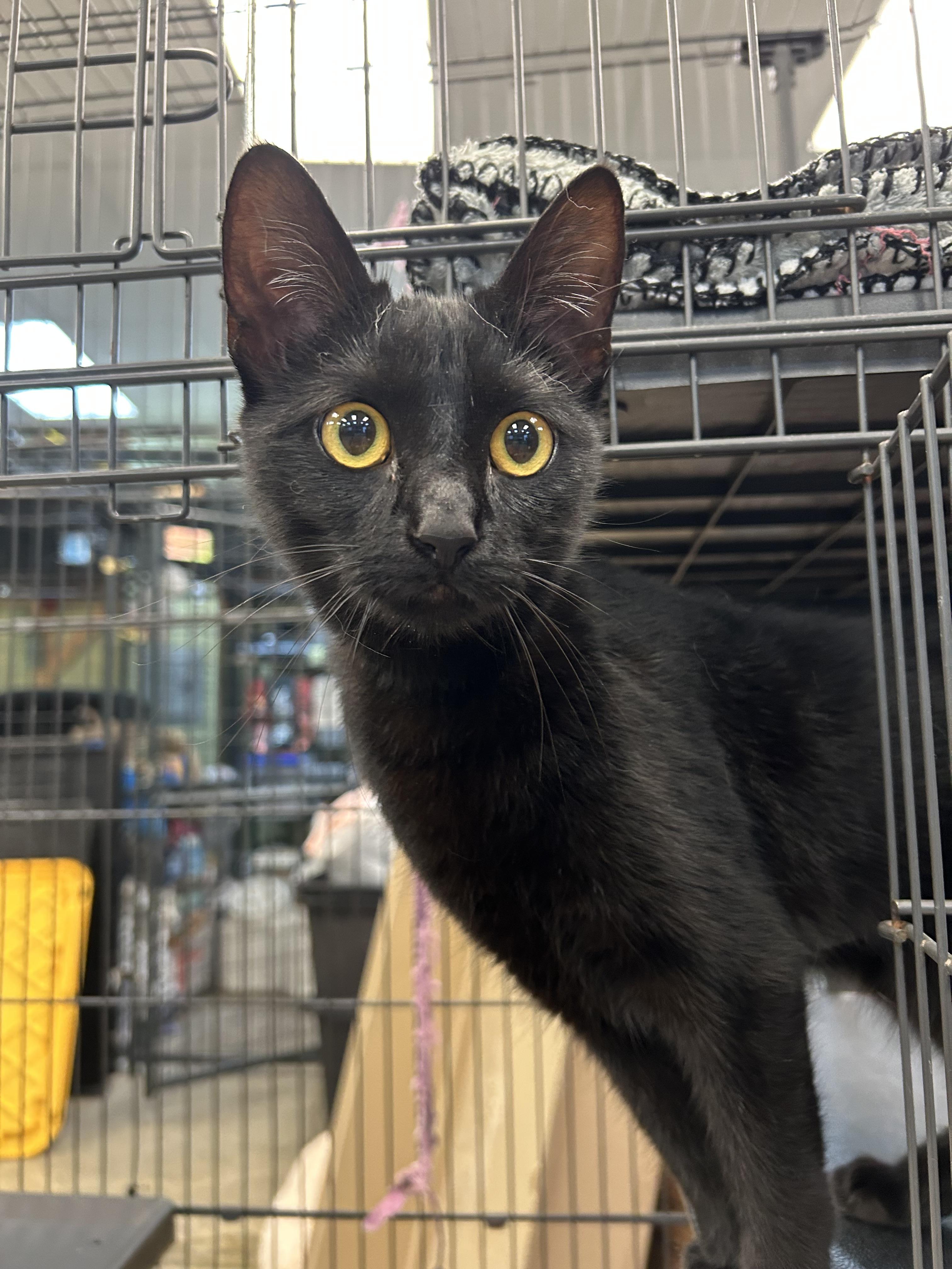 Velma, Adoptable, Young Female Domestic Short Hair.