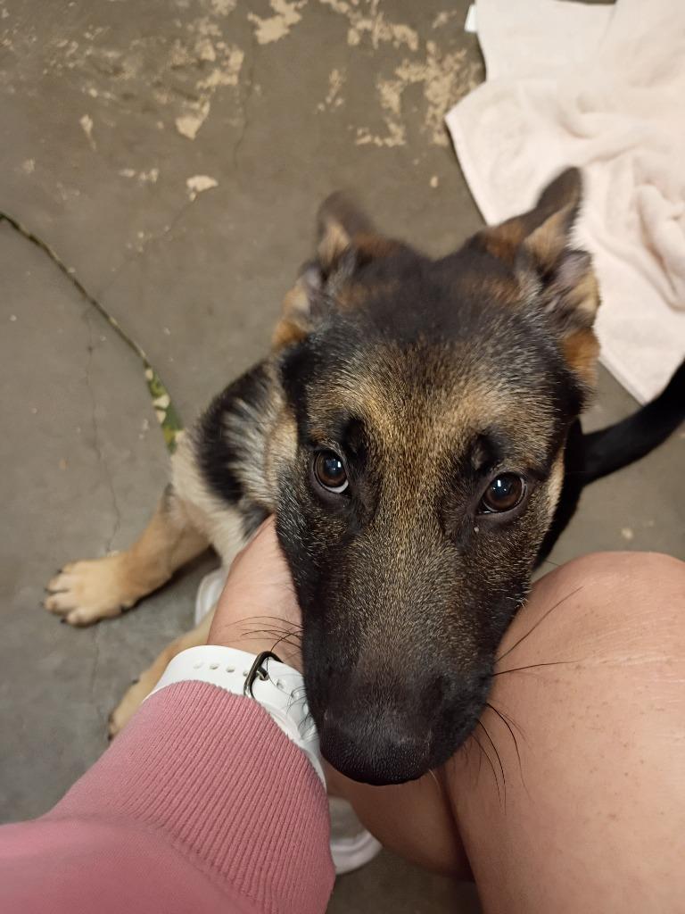 Enlarge Janis, a Adoptable Shepherd in St. Helens, OR image 1/2