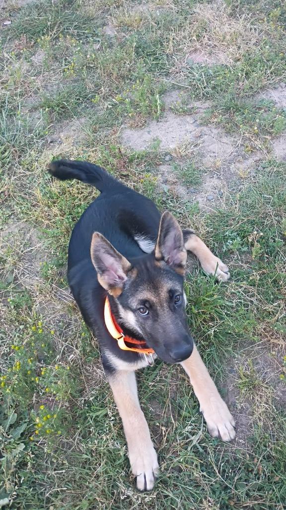 Enlarge Janis, a Adoptable Shepherd in St. Helens, OR image 2/2