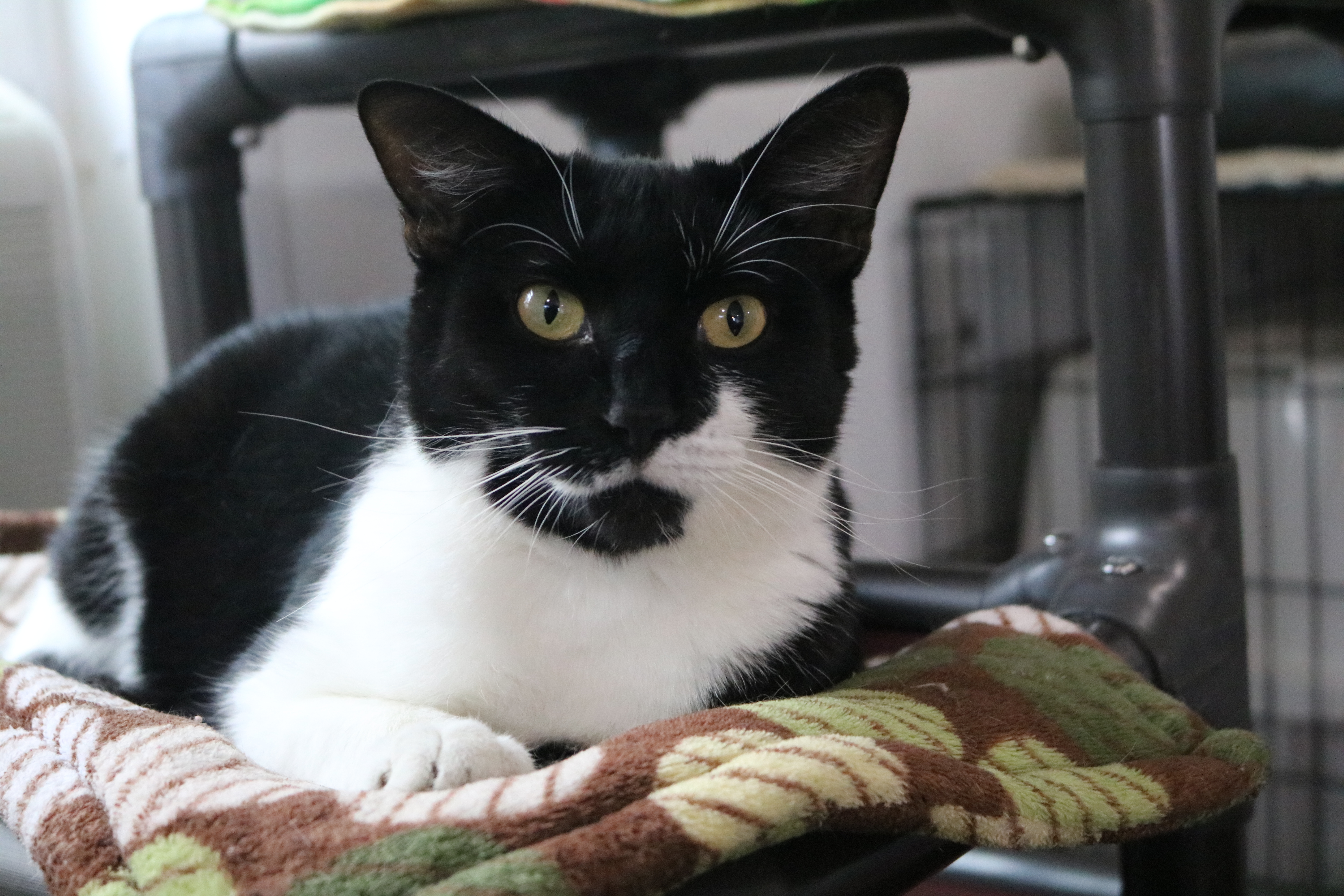 Mamacita, Adoptable, Senior Female Tuxedo.