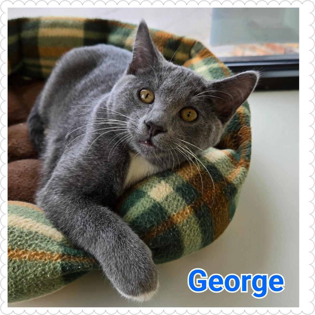 Enlarge George, a Adopted mixed breed in North Saint Paul, MN image 1/2