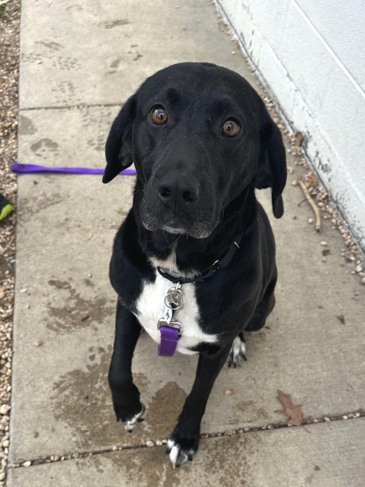 Enlarge Piper, a Adoptable Mixed Breed in Alexandria, VA image 1/1