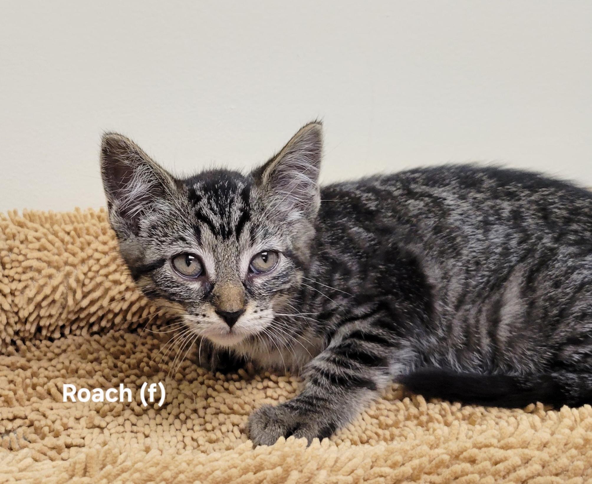Roach thumbnail 1