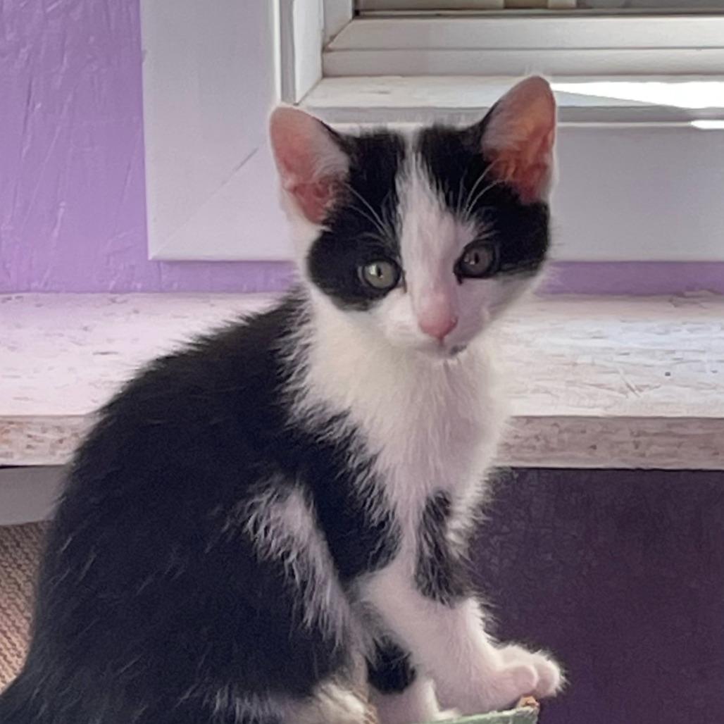 Chocolate Chip, Adoptable, Kitten Female Domestic Short Hair.