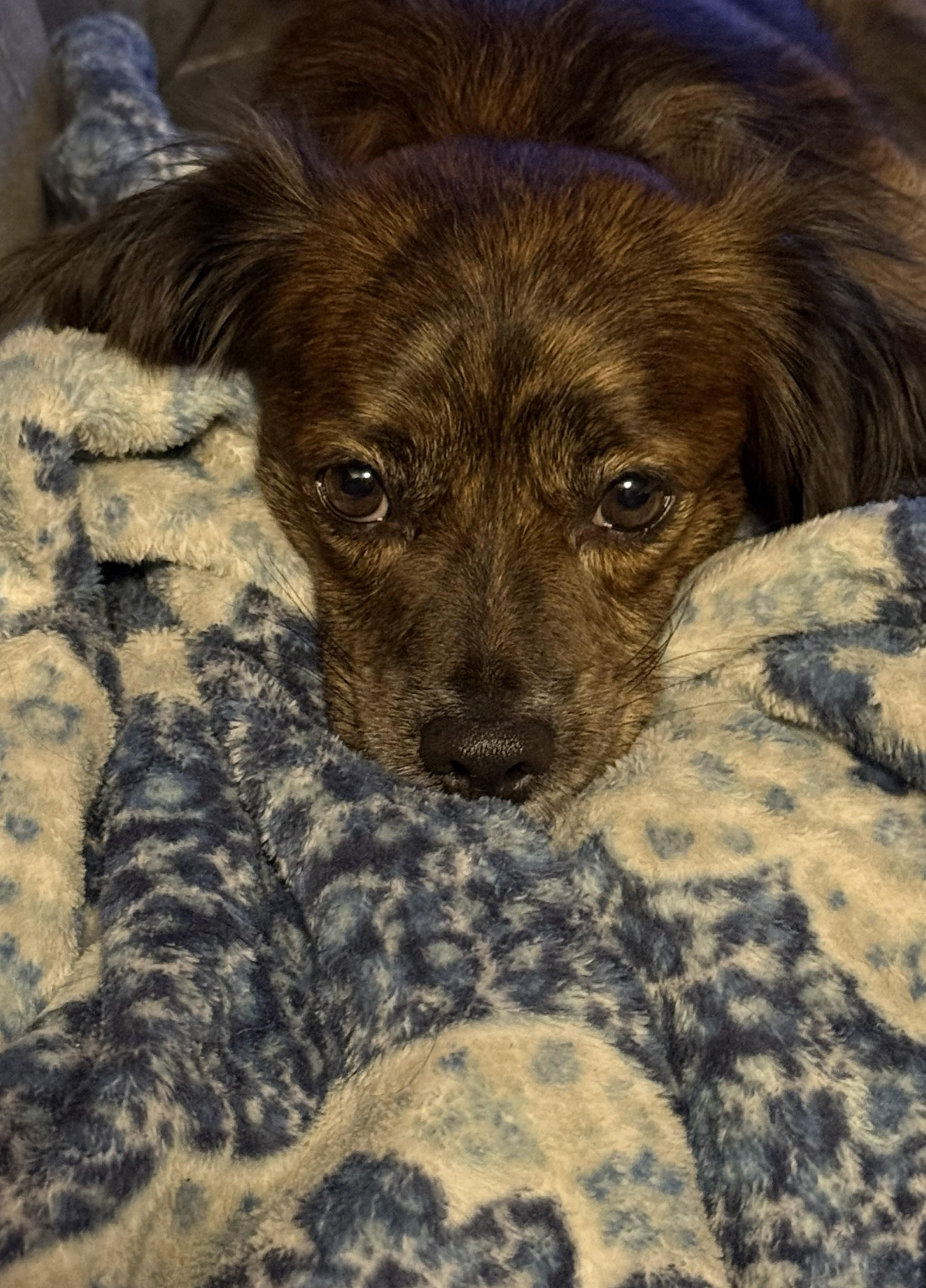 Enlarge Chewy, a ADOPTABLE mixed breed in Jesup, GA image 3/4