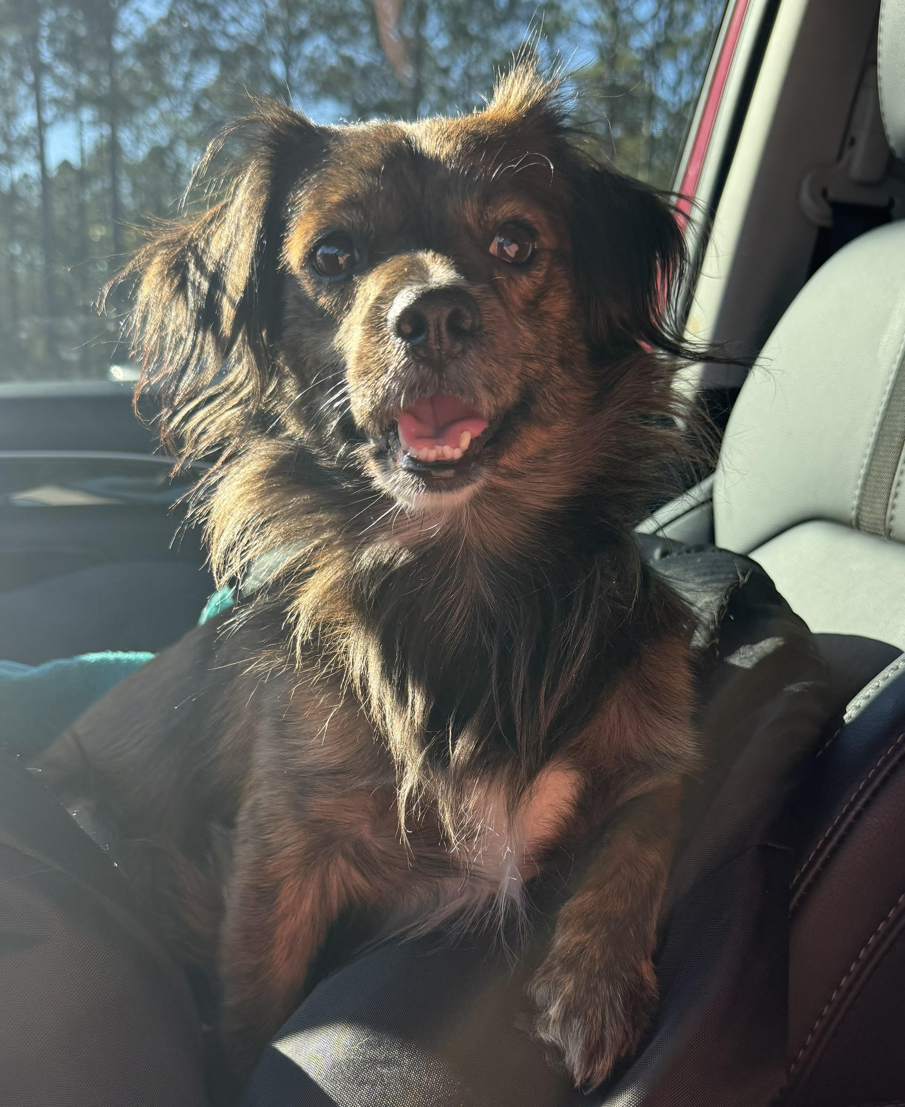Chewy, an adoptable mixed breed in Jesup, GA image 2/5