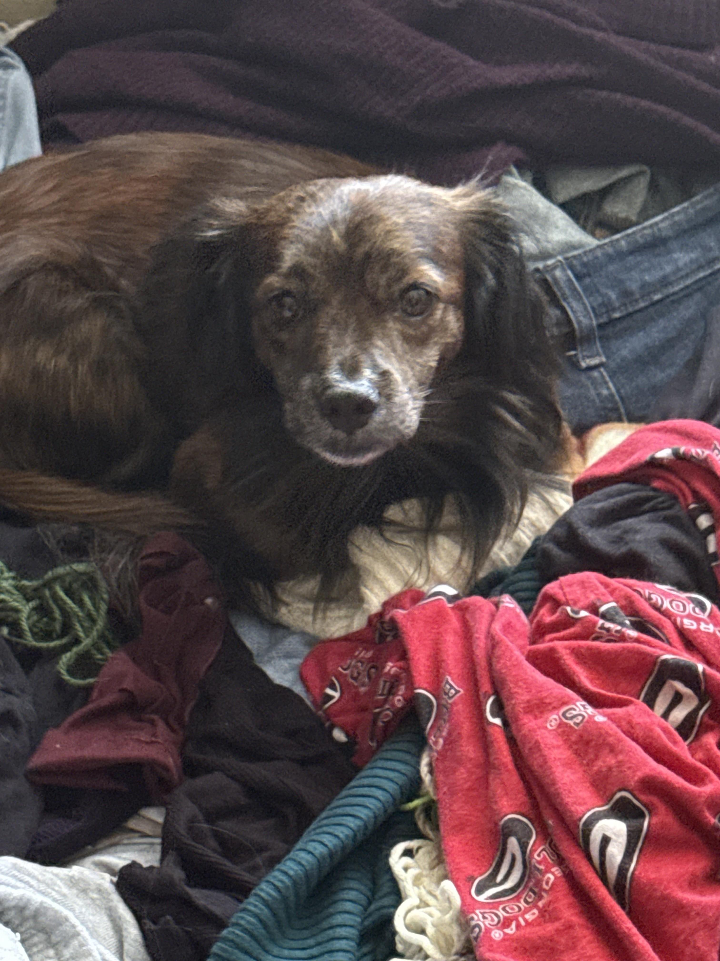 Chewy, an adoptable mixed breed in Jesup, GA image 4/5