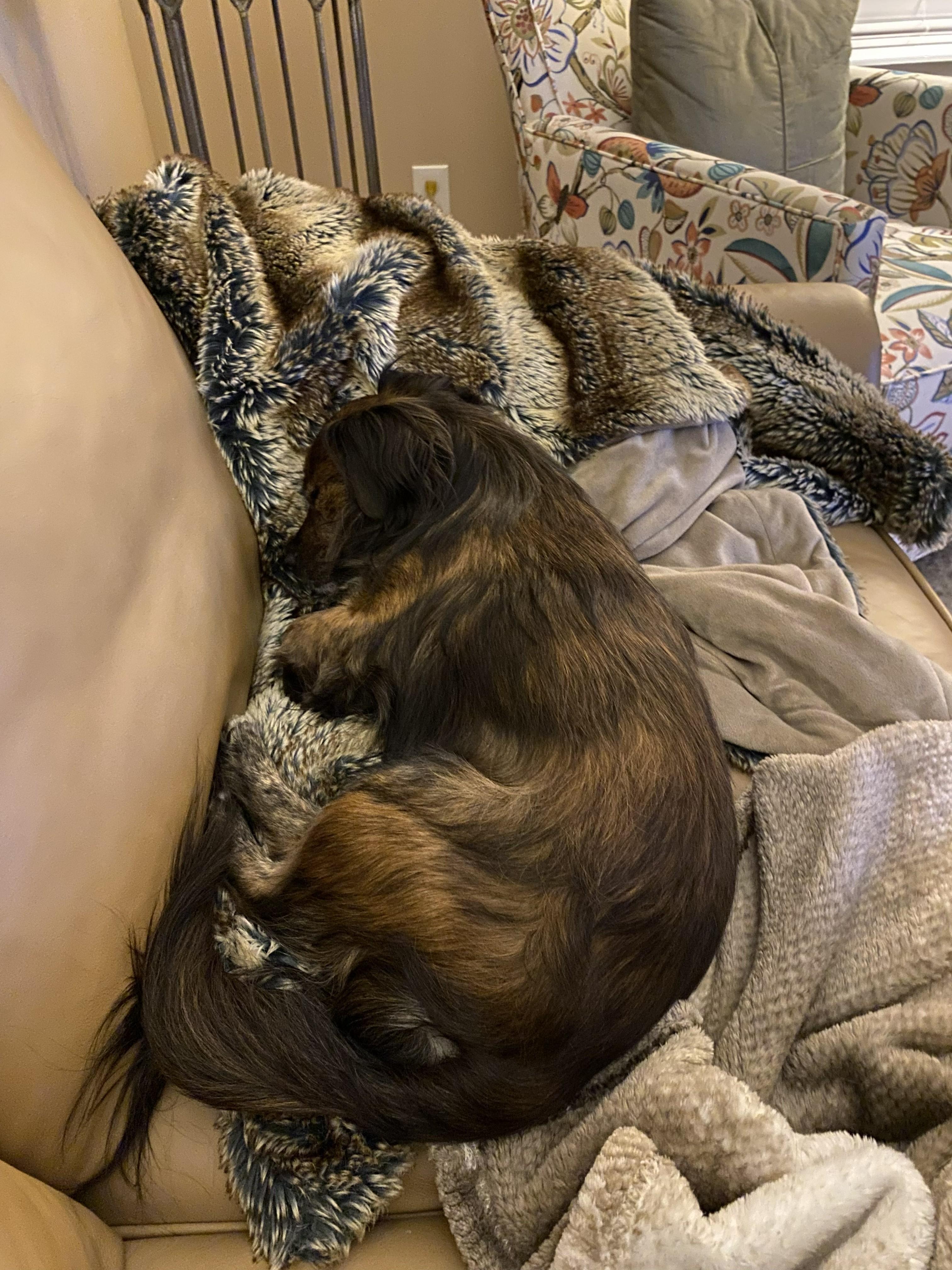 Chewy, an adoptable mixed breed in Jesup, GA image 5/5