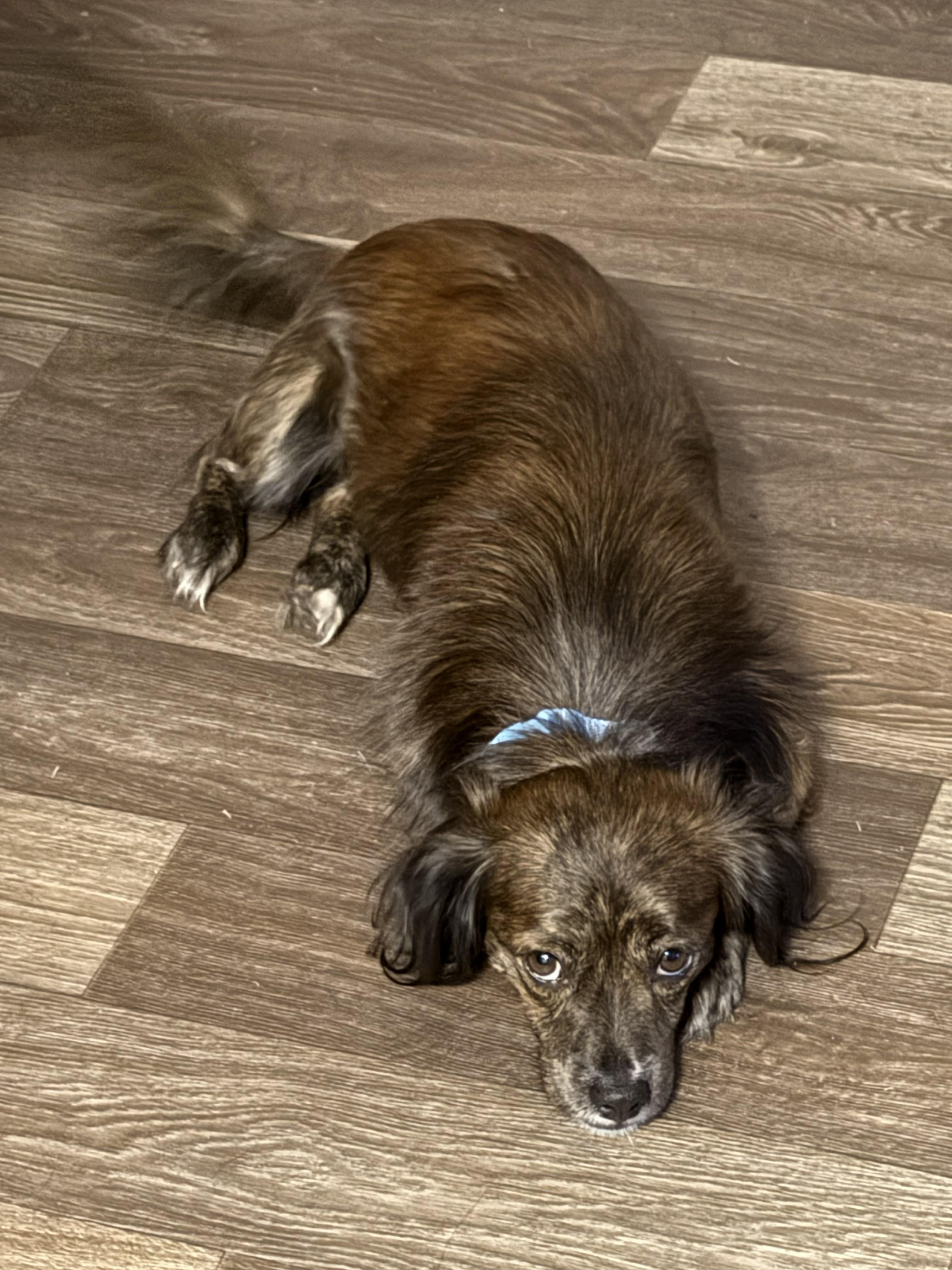 Chewy, an adoptable mixed breed in Jesup, GA image 3/5