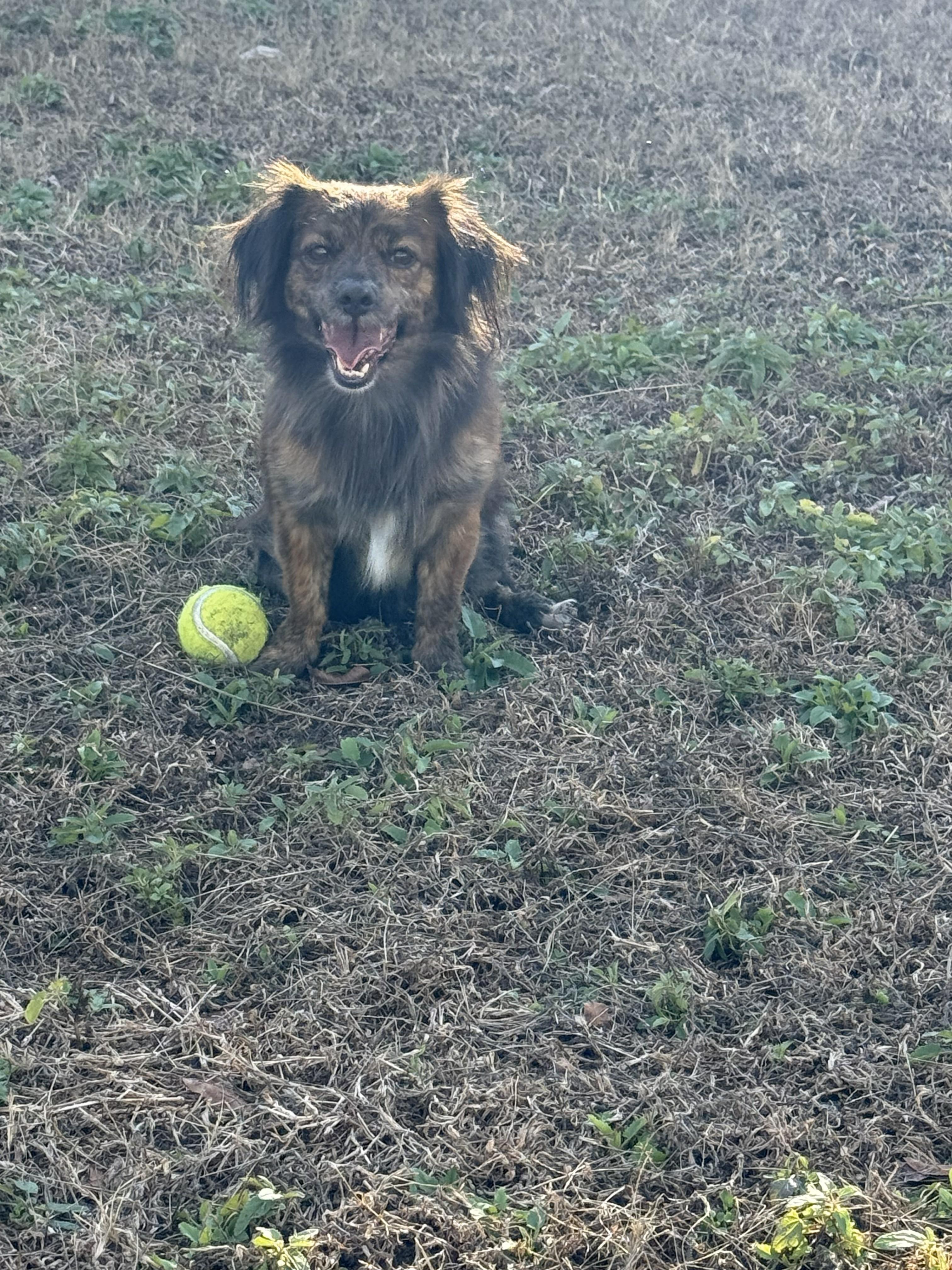 Enlarge Chewy, a ADOPTABLE mixed breed in Jesup, GA image 4/4