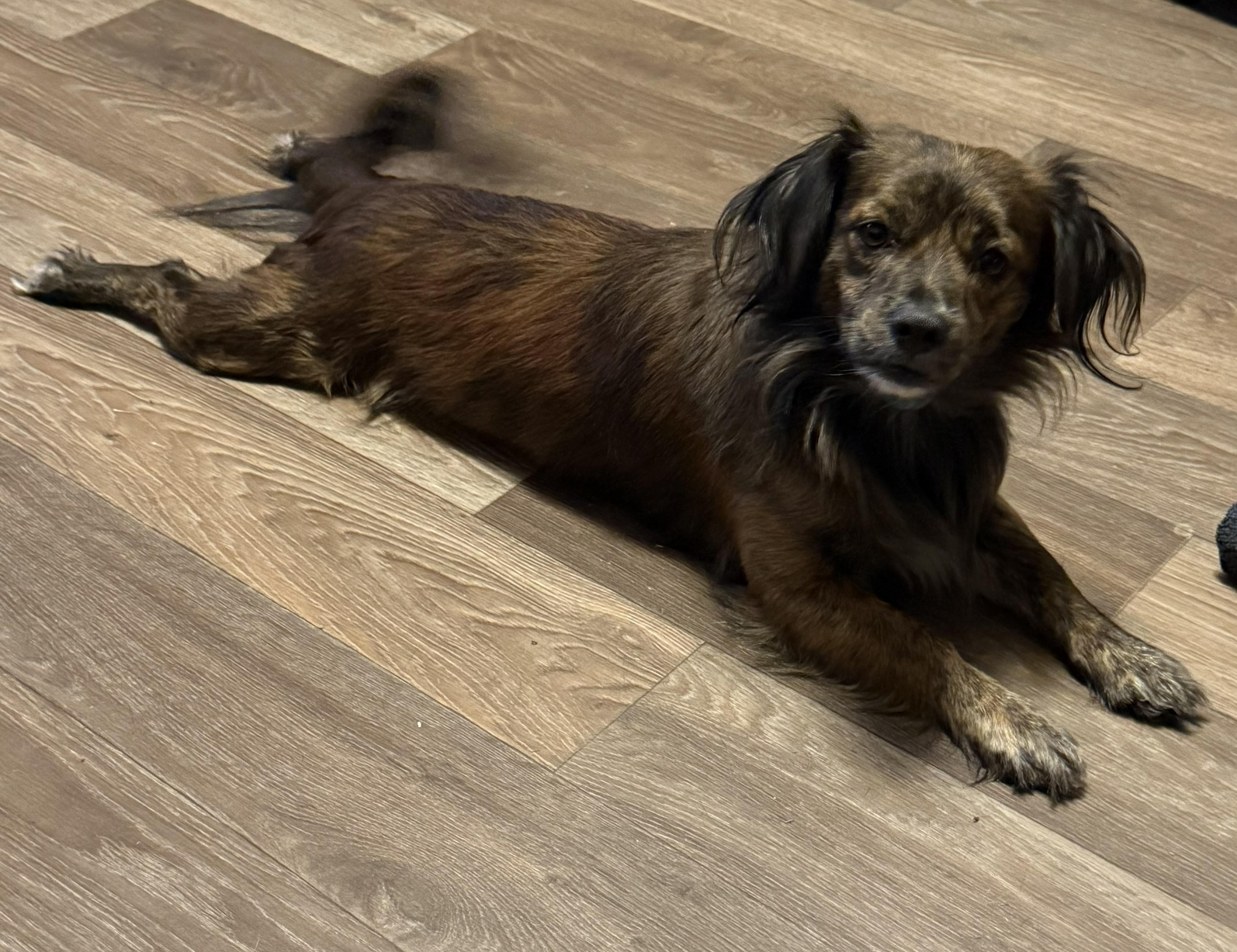 Chewy, adoptable, Adult Male Papillon & Cavalier King Charles Spaniel.