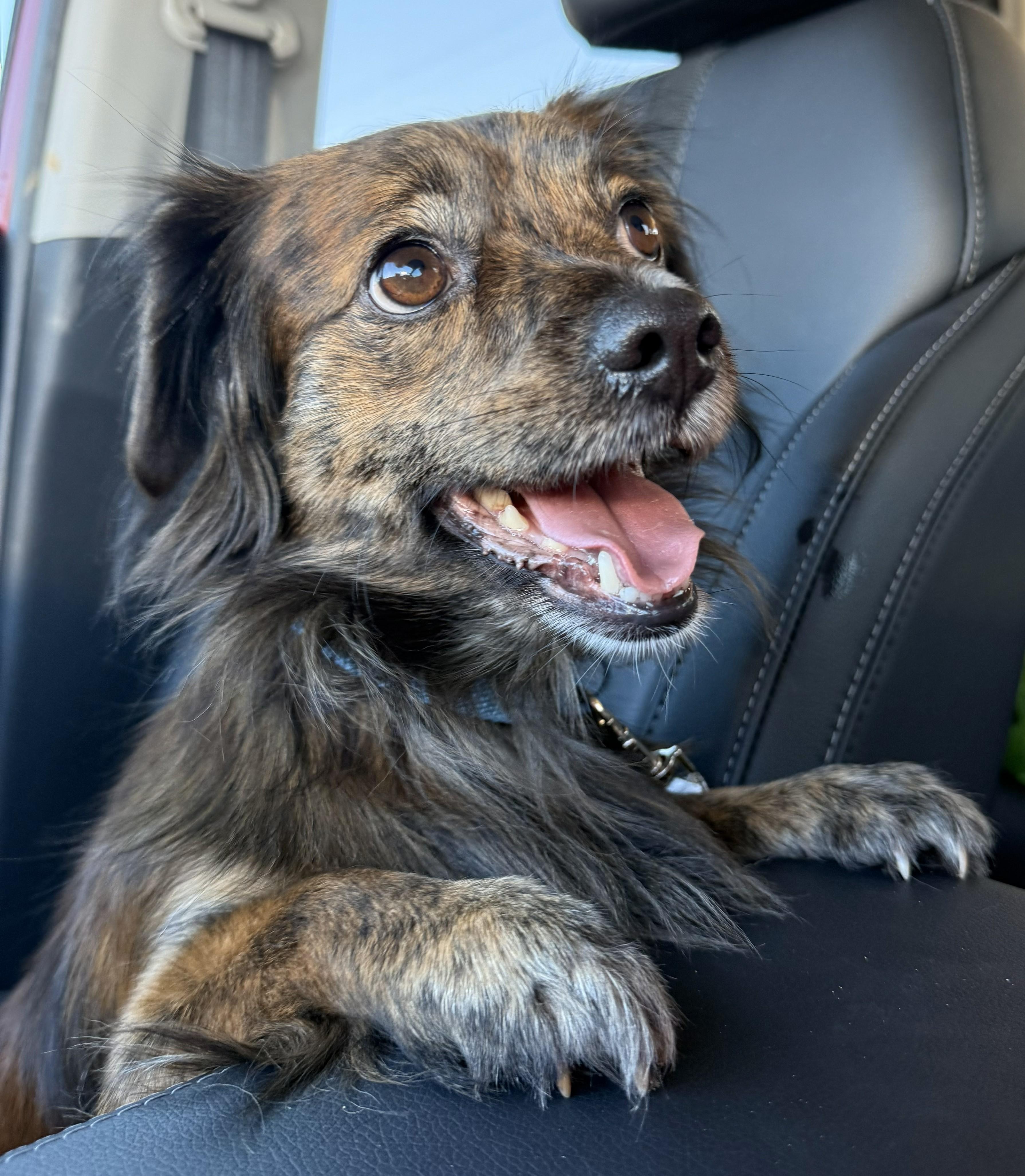 Enlarge Chewy, a ADOPTABLE mixed breed in Jesup, GA image 1/4