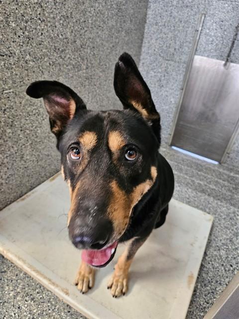 Enlarge CHIEF, a Adoptable mixed breed in Paradise, CA image 1/1