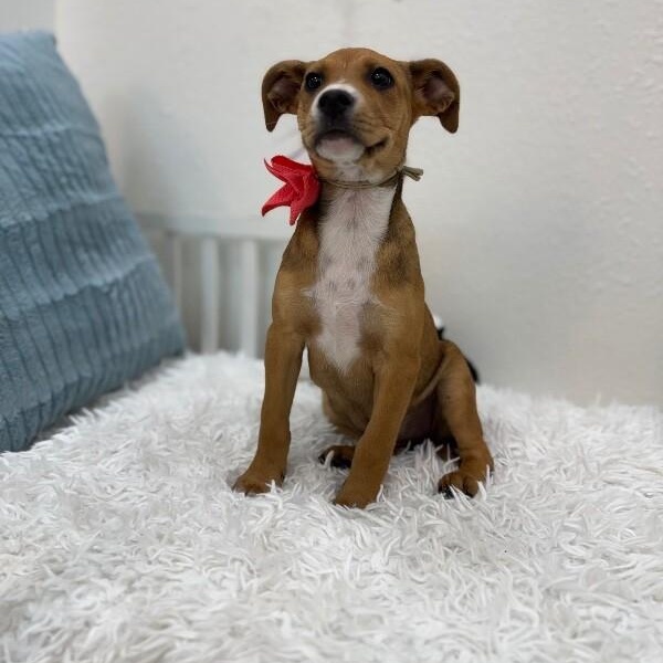 Luna Celestial — thumbnail 3