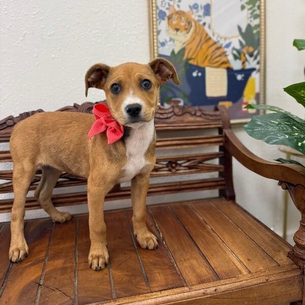 Luna Celestial — thumbnail 5