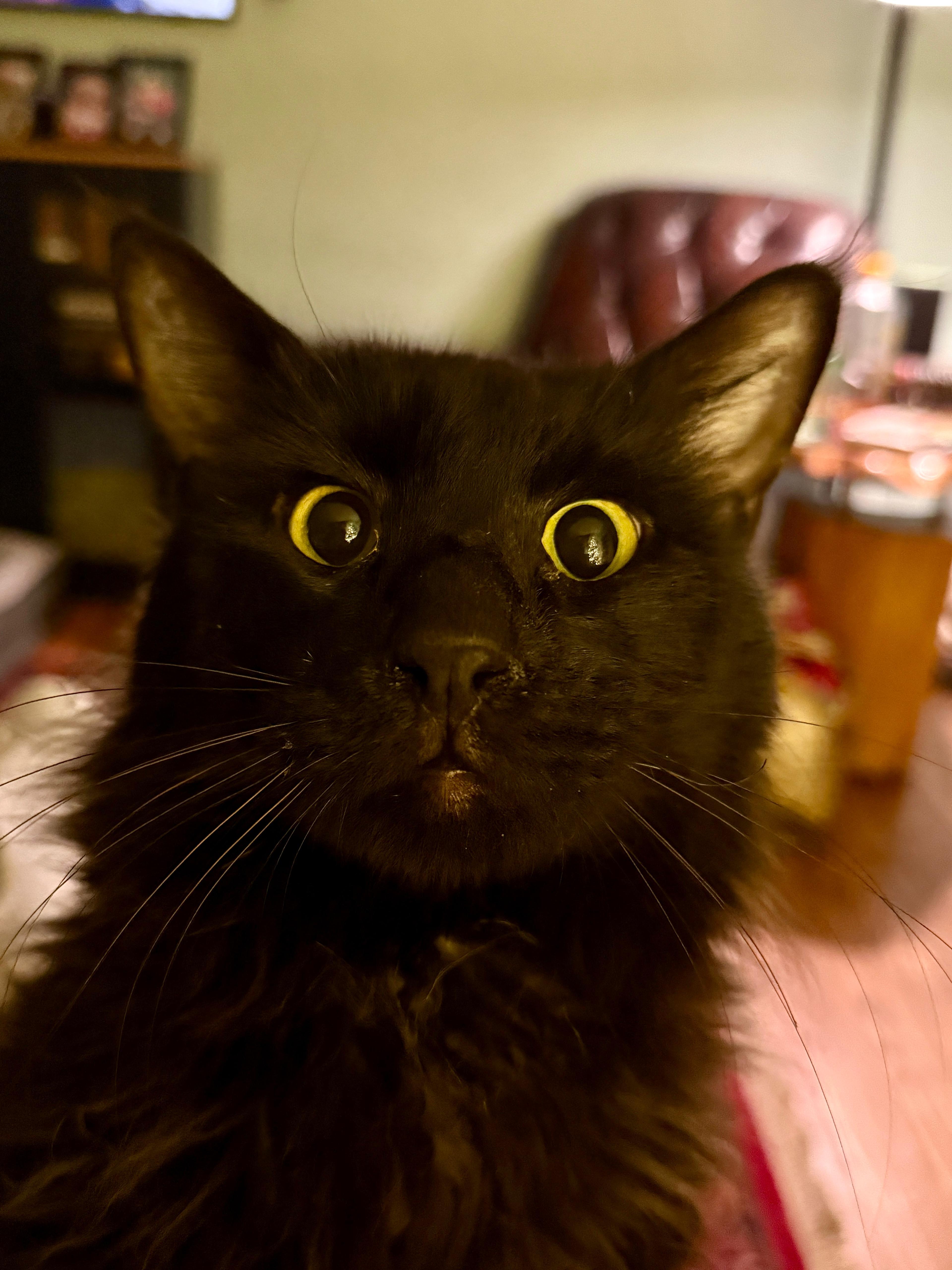 Enlarge Rufus, an adopted Maine Coon in Federalsburg, MD image 3/5