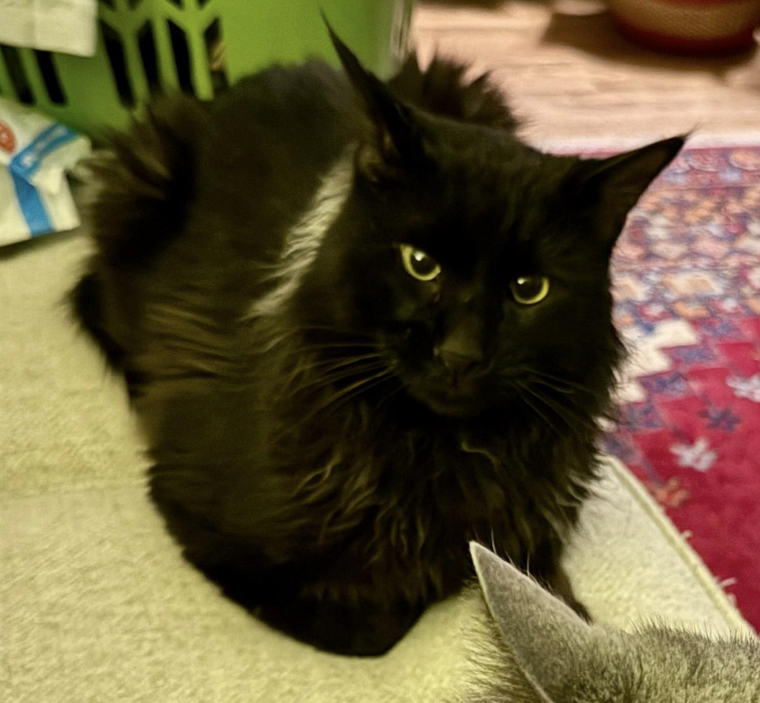 Enlarge Rufus, an adopted Maine Coon in Federalsburg, MD image 1/5