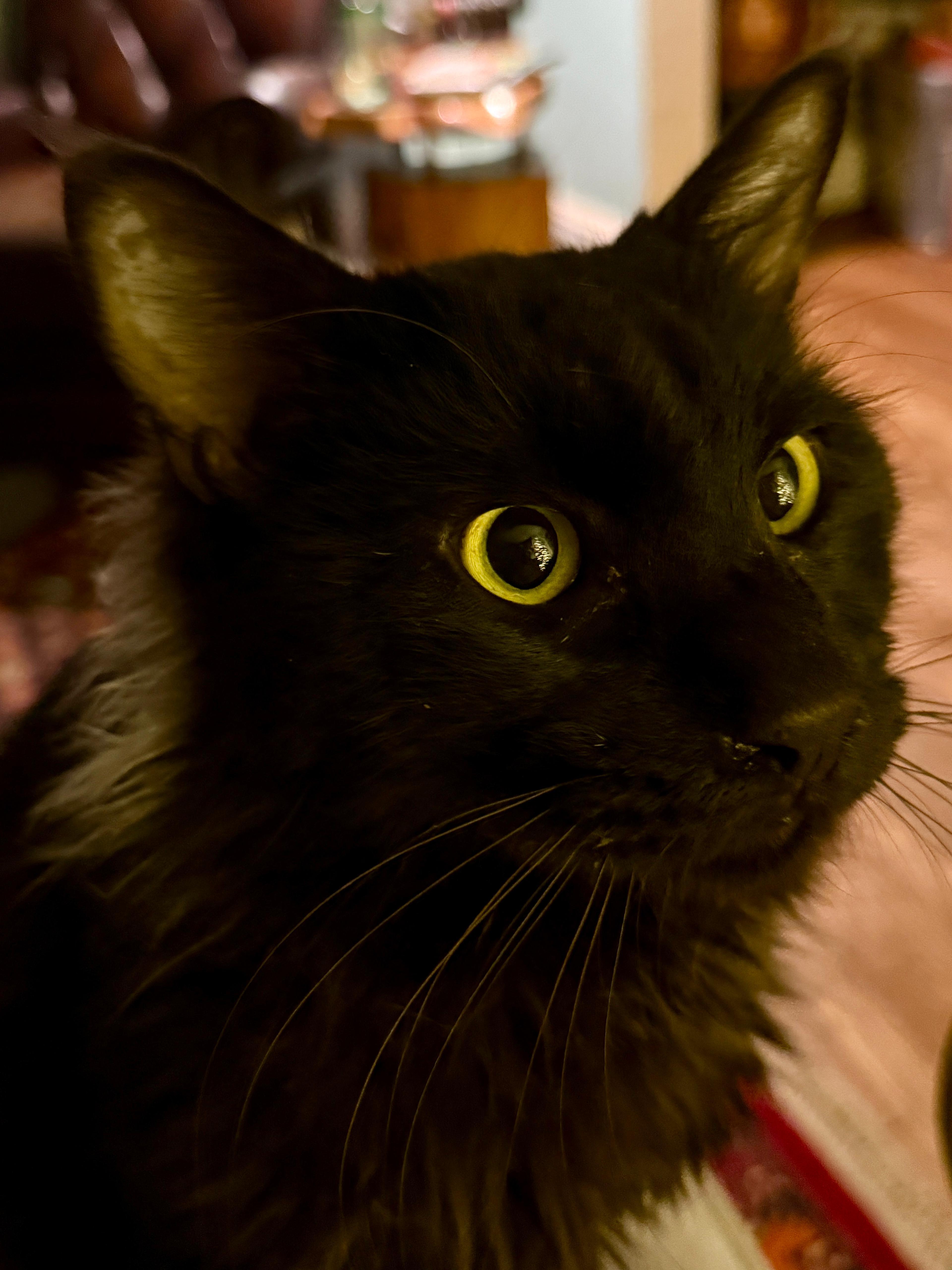 Enlarge Rufus, an adopted Maine Coon in Federalsburg, MD image 2/5