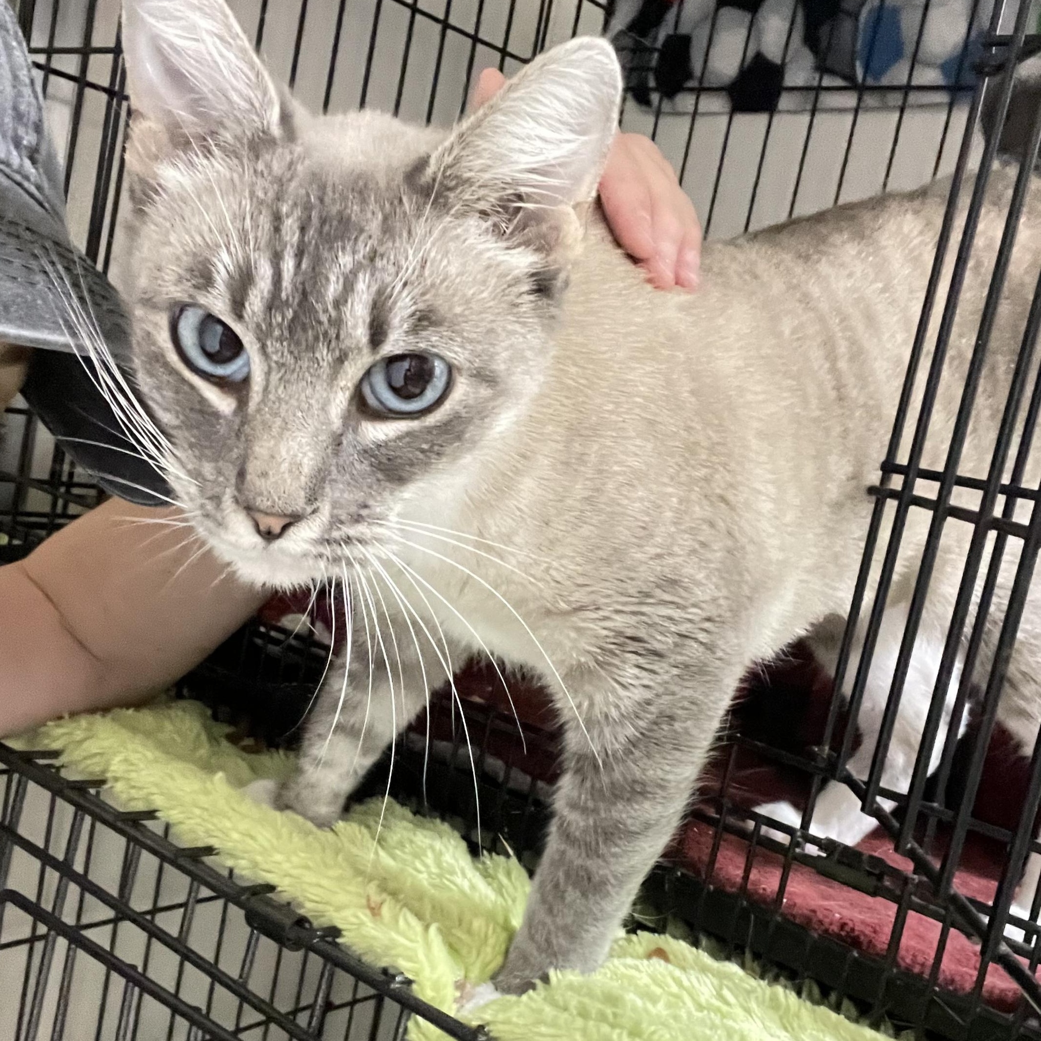 Cashmere, Adoptable, Adult Female Siamese.