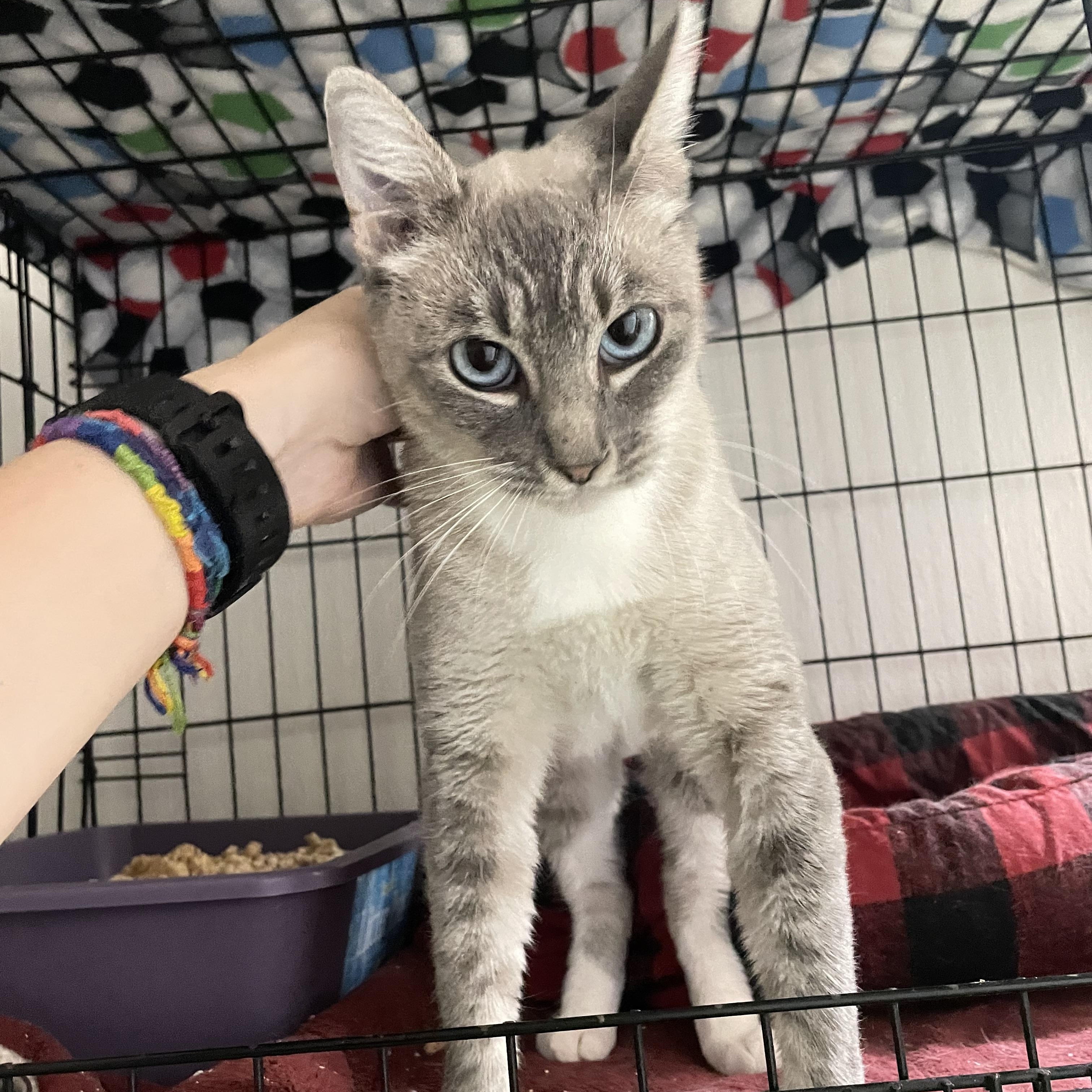 Enlarge Cashmere, a Adoptable Siamese in Stanwood, WA image 3/5