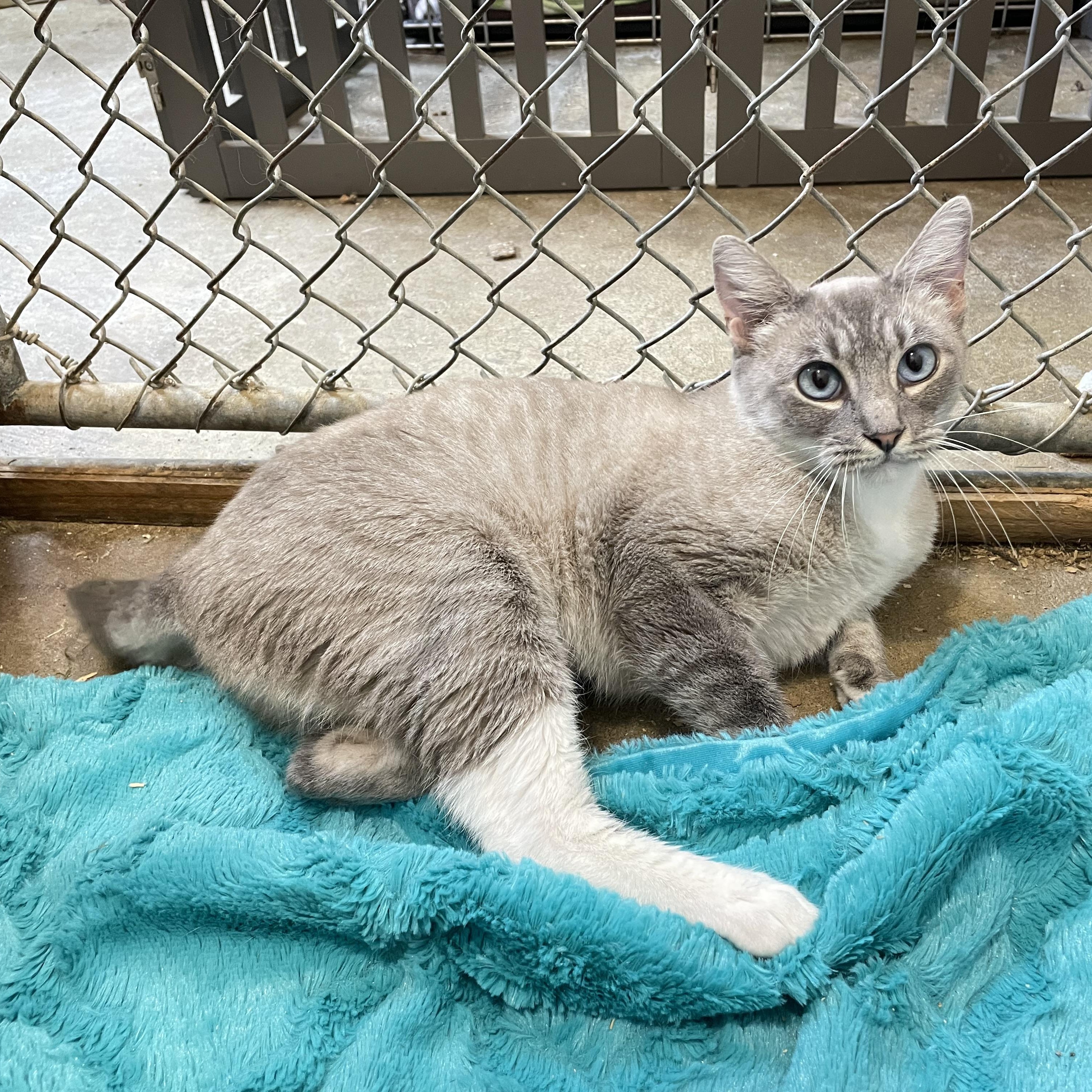 Enlarge Cashmere, a Adoptable Siamese in Stanwood, WA image 5/5