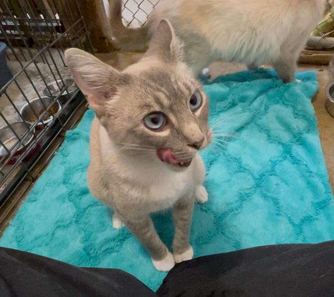Enlarge Cashmere, a Adoptable Siamese in Stanwood, WA image 2/5