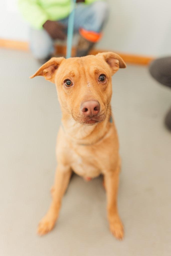 Little Man 2, Adoptable, Adult Male Pit Bull Terrier.
