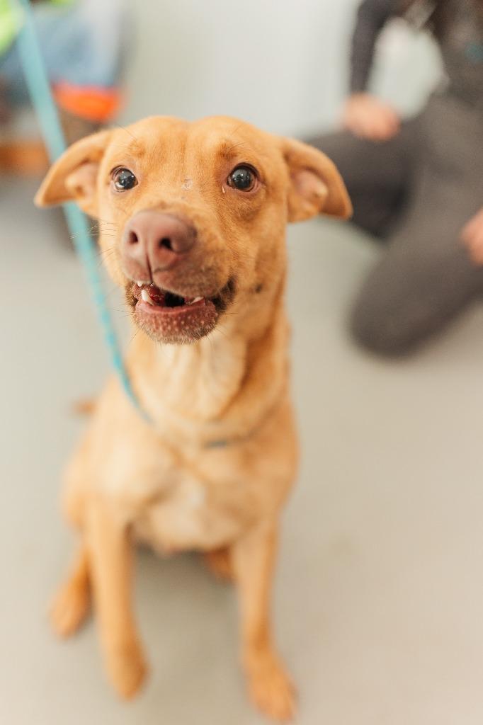 Little Man 2, a Adoptable mixed breed in Lawrenceburg, TN image 2/4