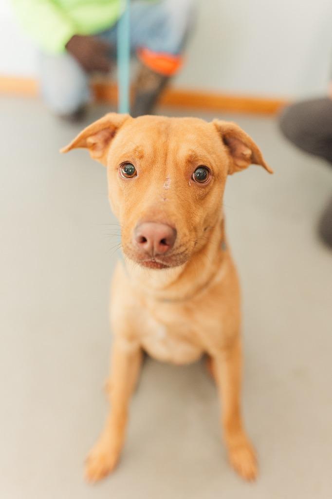 Little Man 2, a Adoptable mixed breed in Lawrenceburg, TN image 3/4