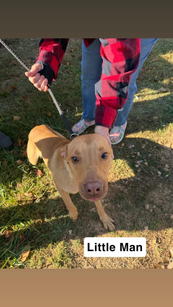 Little Man 2, a Adoptable mixed breed in Lawrenceburg, TN image 4/4