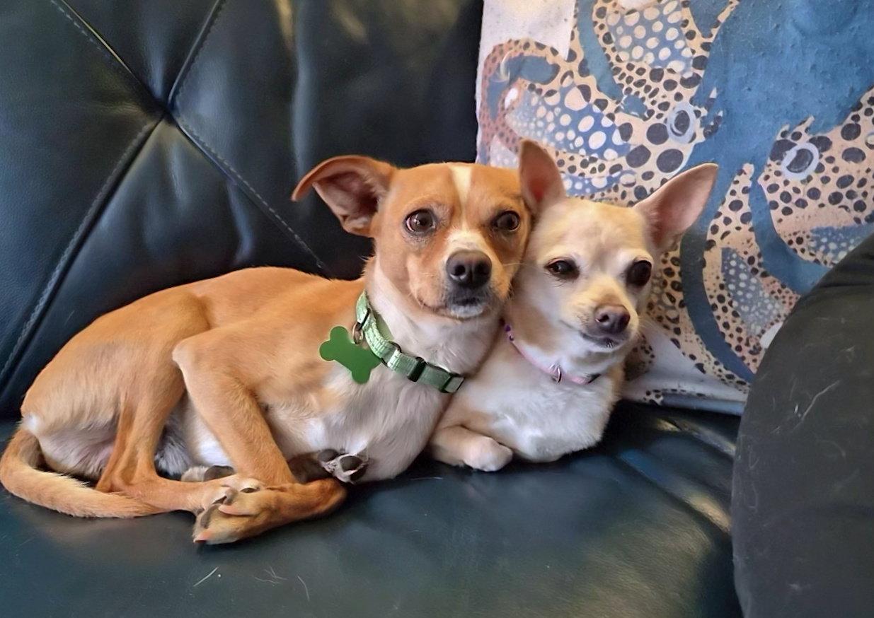 Andy, a Adopted Chihuahua in Bothell, WA image 1/3