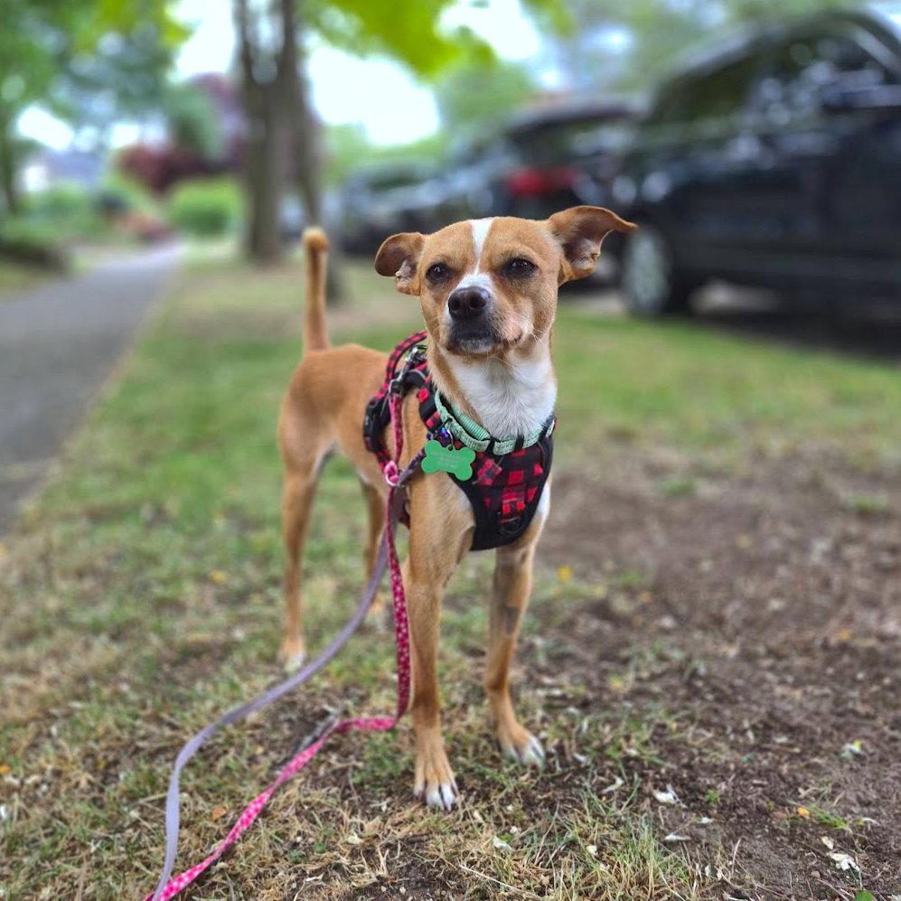 Andy, a Adopted Chihuahua in Bothell, WA image 2/3