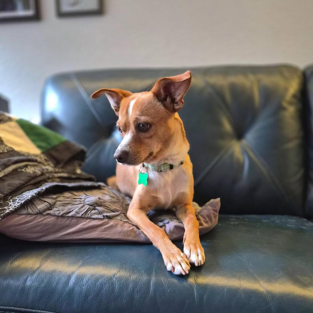 Andy, a Adopted Chihuahua in Bothell, WA image 3/3