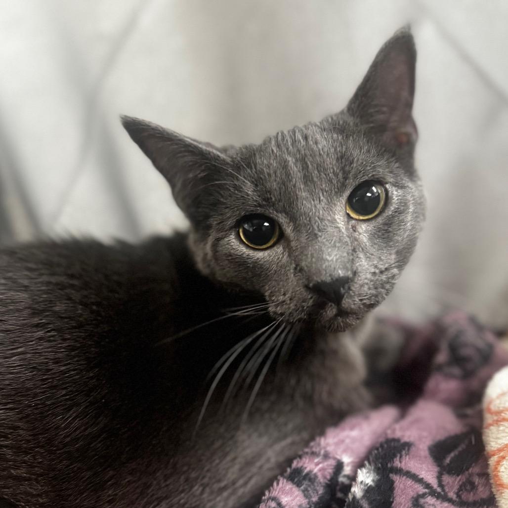 Aaron, Adoptable, Adult Male Domestic Short Hair.